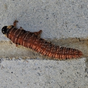 Perga sp. (genus) at Paddys River, ACT - 28 Mar 2021