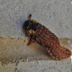 Perga sp. (genus) at Paddys River, ACT - 28 Mar 2021