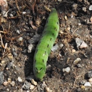 Hippotion scrofa at Paddys River, ACT - 28 Mar 2021 02:34 PM