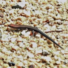 Lampropholis delicata (Delicate Skink) at Tennent, ACT - 25 Mar 2021 by JohnBundock