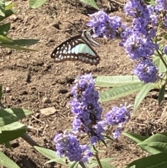 Graphium choredon at Bellmount Forest, NSW - 11 Feb 2021 04:12 PM