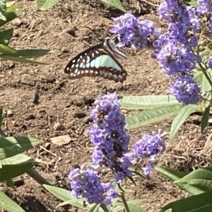 Graphium choredon at Bellmount Forest, NSW - 11 Feb 2021 04:12 PM