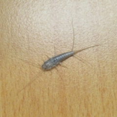 Lepismatidae (family) (A silverfish) at West Wodonga, VIC - 1 Apr 2021 by KylieWaldon