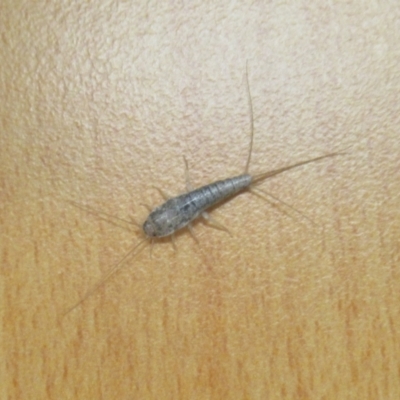Lepismatidae (family) (A silverfish) at West Wodonga, VIC - 31 Mar 2021 by Kyliegw