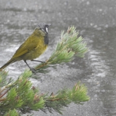 Nesoptilotis leucotis (White-eared Honeyeater) at Murrumbateman, NSW - 22 Mar 2021 by SimoneC