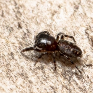 Adoxotoma sp. (genus) at Bruce, ACT - 1 Apr 2021 10:06 AM