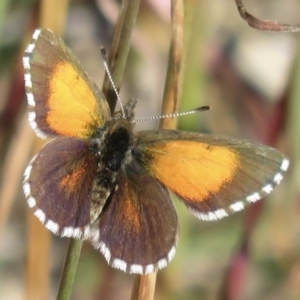 Lucia limbaria at Hawker, ACT - 1 Apr 2021