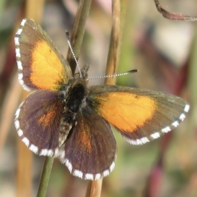 Lucia limbaria (Chequered Copper) at Hawker, ACT - 1 Apr 2021 by RobParnell