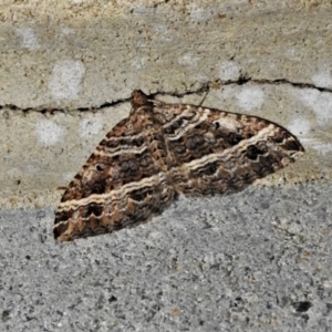 Chrysolarentia subrectaria at Paddys River, ACT - 28 Mar 2021 01:57 PM