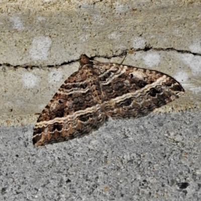 Chrysolarentia subrectaria (A Geometer moth) at Tidbinbilla Nature Reserve - 28 Mar 2021 by JohnBundock