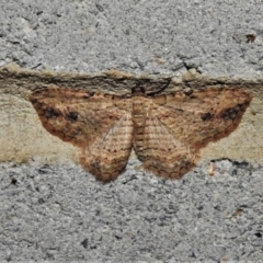 Xanthorhoe anaspila (Dark-patch Carpet) at Tidbinbilla Nature Reserve - 28 Mar 2021 by JohnBundock