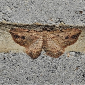 Xanthorhoe anaspila at Paddys River, ACT - 28 Mar 2021