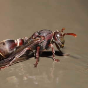 Ropalidia plebeiana at Acton, ACT - 12 Feb 2021