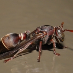 Ropalidia plebeiana at Acton, ACT - 12 Feb 2021