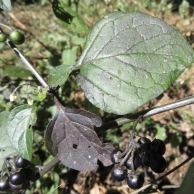 Solanum nigrum (Black Nightshade) at Hawker, ACT - 1 Apr 2021 by RobParnell