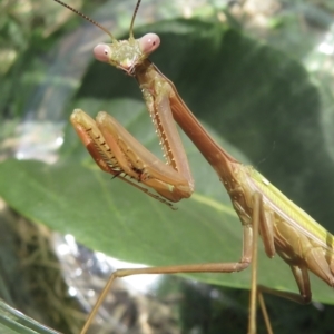 Tenodera australasiae at Narrabundah, ACT - 27 Feb 2021