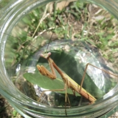 Tenodera australasiae at Narrabundah, ACT - 27 Feb 2021