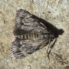 Spectrotrota fimbrialis (A Pyralid moth) at Campbell, ACT - 15 Feb 2021 by RobParnell