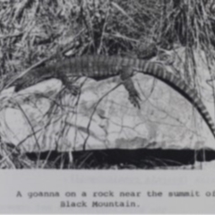 Varanus rosenbergi (Heath or Rosenberg's Monitor) at Downer, ACT - 31 Jan 1969 by DonFletcher