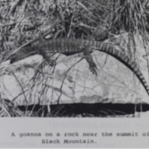 Varanus rosenbergi at Downer, ACT - suppressed