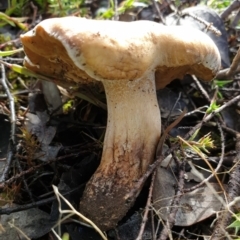 zz agaric (stem; gills not white/cream) at Cook, ACT - 22 Feb 2021 08:53 AM