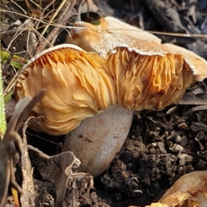 zz agaric (stem; gills not white/cream) at Cook, ACT - 22 Feb 2021 08:53 AM