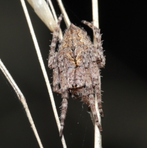 Araneinae (subfamily) at Acton, ACT - 28 Mar 2021