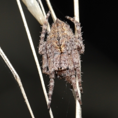 Araneinae (subfamily) (Orb weaver) at ANBG - 28 Mar 2021 by TimL