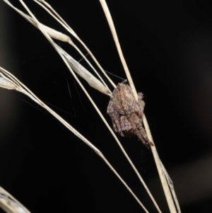 Araneinae (subfamily) at Acton, ACT - 28 Mar 2021