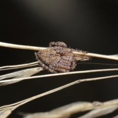 Araneinae (subfamily) at Acton, ACT - 28 Mar 2021