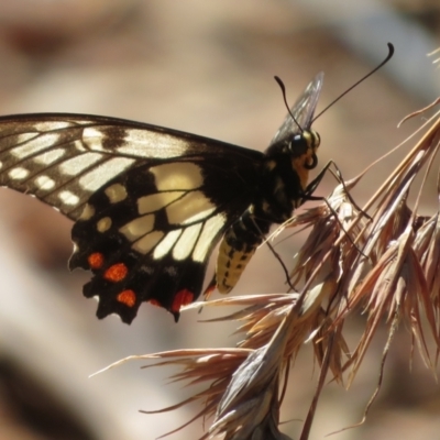 Papilio anactus (Dainty Swallowtail) at Campbell, ACT - 15 Feb 2021 by RobParnell