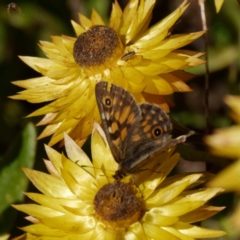 Oreixenica latialis at Cotter River, ACT - 1 Apr 2021