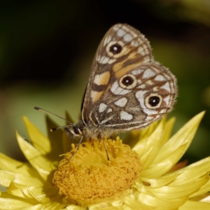 Oreixenica latialis at Cotter River, ACT - suppressed