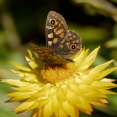 Oreixenica latialis at Cotter River, ACT - suppressed