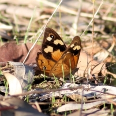 Heteronympha merope (Common Brown Butterfly) at Albury, NSW - 2 Apr 2021 by KylieWaldon