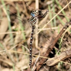 Austroaeschna unicornis (Unicorn Darner) at Albury - 1 Apr 2021 by Kyliegw