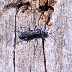 Turneromyia sp. (genus) (Zebra spider wasp) at Albury, NSW - 2 Apr 2021 by KylieWaldon