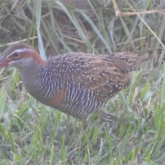 Gallirallus philippensis (Buff-banded Rail) at Murrumbateman, NSW - 1 Apr 2021 by SimoneC