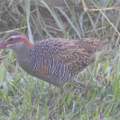 Gallirallus philippensis (Buff-banded Rail) at Murrumbateman, NSW - 1 Apr 2021 by SimoneC