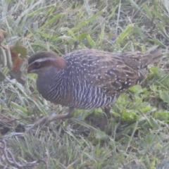 Gallirallus philippensis at Murrumbateman, NSW - 1 Apr 2021 09:54 AM