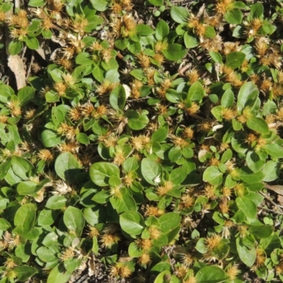 Alternanthera pungens (Khaki Weed) at Conder, ACT - 30 Mar 2021 by michaelb