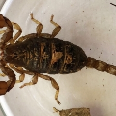 Urodacus manicatus (Black Rock Scorpion) at Garran, ACT - 1 Apr 2021 by ruthkerruish