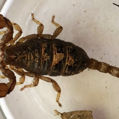 Urodacus manicatus (Black Rock Scorpion) at Garran, ACT - 1 Apr 2021 by ruthkerruish
