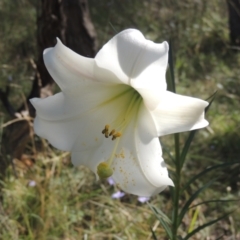 Lilium formosanum (Taiwan Lily, Tiger Lily) at Tuggeranong Hill - 30 Mar 2021 by MichaelBedingfield