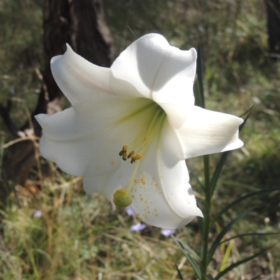 Lilium formosanum (Taiwan Lily, Tiger Lily) at Tuggeranong Hill - 30 Mar 2021 by michaelb