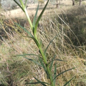 Lilium formosanum at Conder, ACT - 30 Mar 2021