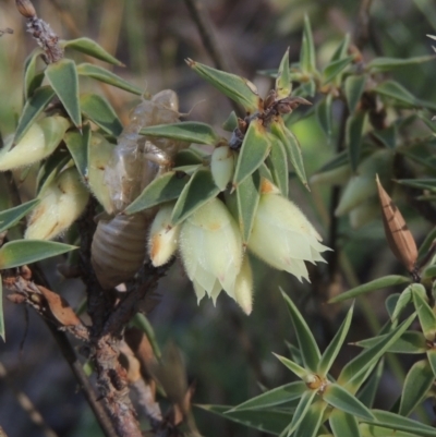 Melichrus urceolatus (Urn Heath) at Conder, ACT - 30 Mar 2021 by michaelb