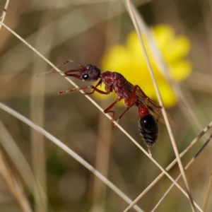 Myrmecia simillima at Uriarra, NSW - 31 Mar 2021