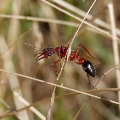 Myrmecia simillima at Uriarra, NSW - 31 Mar 2021