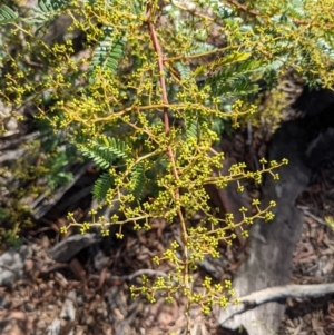 Acacia terminalis at Currawang, NSW - 2 Apr 2021